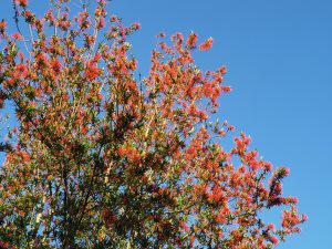 Embothrium lanceolatum