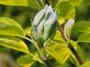 Magnolia acuminata ‘Seiju’