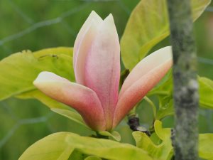 Magnolia ‘Peaches and Cream’