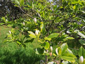 Magnolia sieboldii ‘Genesis’ x Magnolia virginiana
