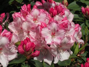 Rhododendron ‘Lem’s Monarch’