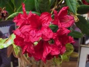 Rhododendron ‘Moser’s Maroon’ x ‘Treberrick’