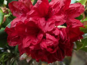 Rhododendron ‘Moser’s Maroon’ x ‘Treberrick’