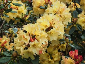 Rhododendron ‘Nancy Evans’