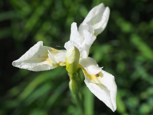 Iris siberica ‘Snow Queen’