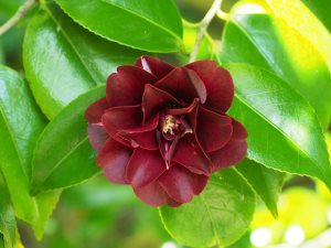 Camellia ‘Konronkoku’