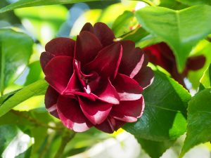Camellia ‘Konronkoku’