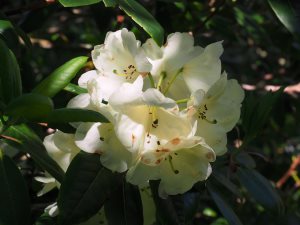 Rhododendron ‘Catherine Fortescue’