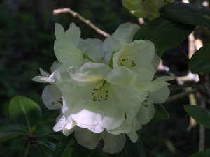 Rhododendron ‘Catherine Fortescue’