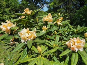 Rhododendron ‘Champagne’