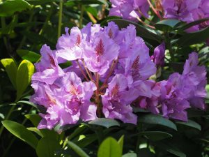 Rhododendron ‘Fastuosum flore pleno’