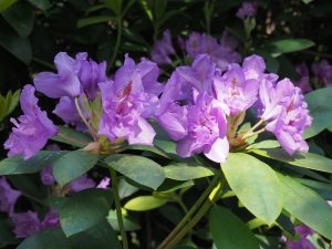 Rhododendron ‘Fastuosum flore pleno’