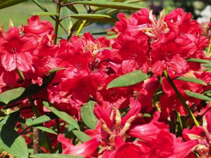 Rhododendron ‘Fusilier’
