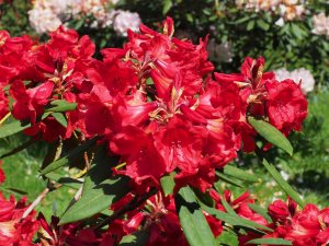 Rhododendron ‘Fusilier’