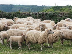 Dorset Cross Sheep