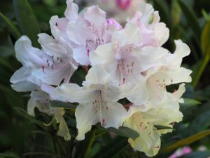 Rhododendron catawbiense ‘Album’
