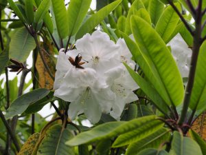 Rhododendron loderi ‘Venus’