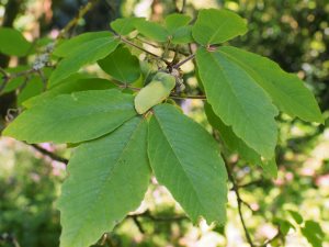 Acer maximowiczianum (Acer nikoense)