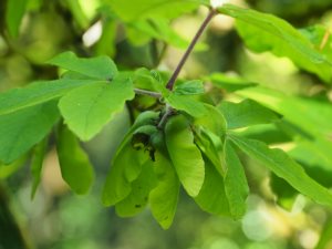 Acer maximowiczianum (Acer nikoense)