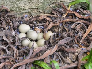 Pheasant’s nest