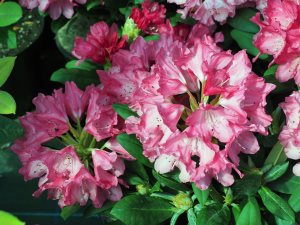 Rhododendron ‘Sneezy’