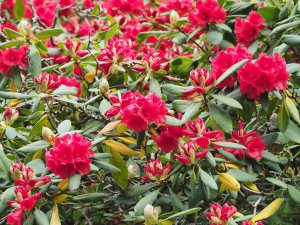 Rhododendron ‘Tally Hoo’