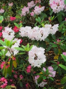 Rhododendron loderi ‘King George’