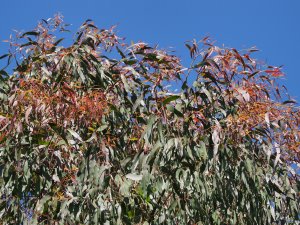 Eucalyptus mannifera var. praecox