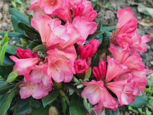 Rhododendron ‘Barbarella’