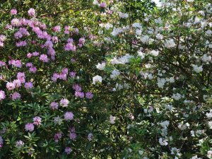 Rhododendron ponticum and Rhododendron decorum seedling