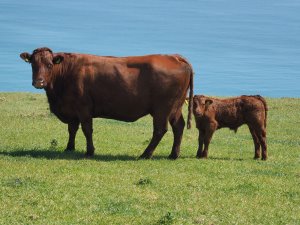 Saler cows and calves