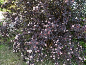 Physocarpus opulifolius ‘Diabolo’