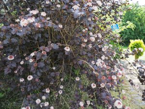 Physocarpus opulifolius ‘Diabolo’