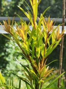 Podocarpus wangii