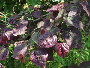 Cercis canadensis ‘Forrest Pansy’
