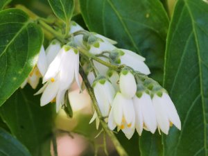 Deutzia pulchra