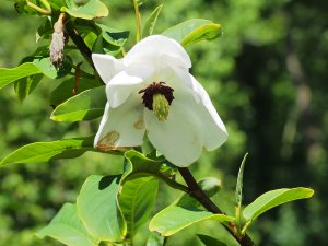 Magnolia wilsonii