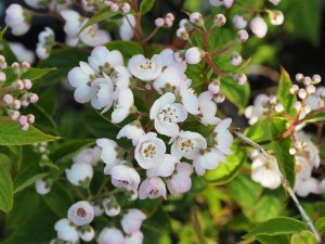 Deutzia compacta