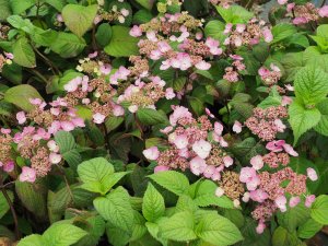 Hydrangea serrata ‘Vearle’