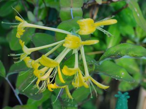 Lonicera tragophylla ‘Maurice Foster’