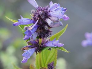 Nepeta subsesillensis