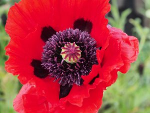 Papaver ‘Heartbeat’