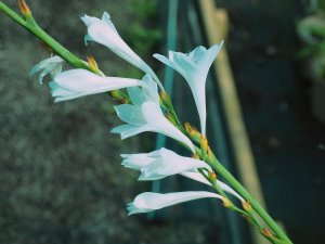 Watsonia ardenei