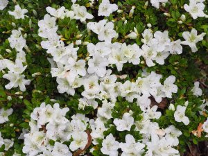 Late flowering evergreen azalea