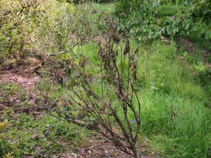 Dead hydrangea