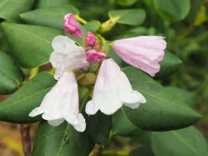 Rhododendron yuefengense