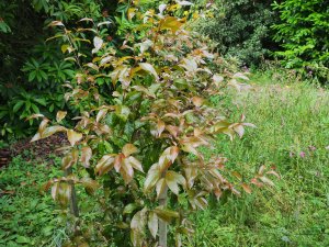 Huodendron biaristatum