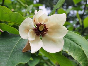 Magnolia x wiesneri ‘Aashild Kalleberg’