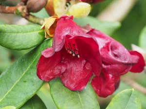 Rhododendron eriogynum