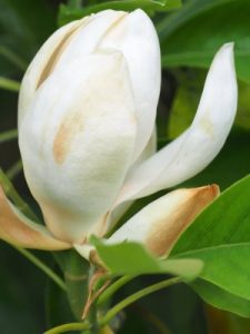 Magnolia virginiana ‘Satellite’